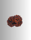 17 Mukhi Rudraksha – The Bead of Divine Prosperity