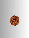 Dus Mukhi Rudraksha - Divine Protection and Power