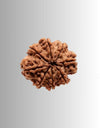 8 Mukhi Rudraksh