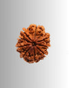 9 Mukhi Rudraksh