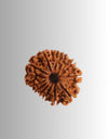 12 Mukhi Rudraksha